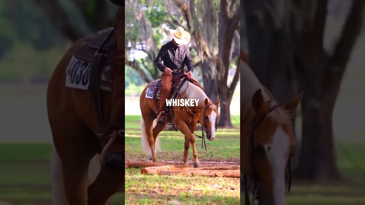 A Western Pleasure Edit ❤️🐴