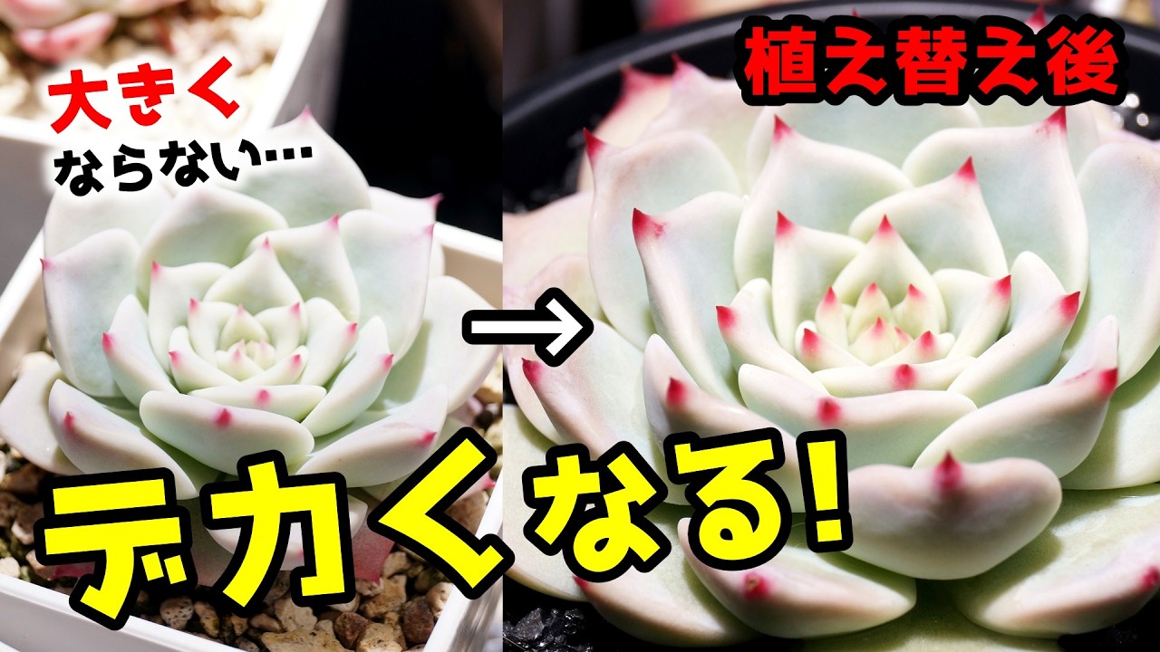 デカくしたいならまずはコレ！2パターンの植え替えで人気観葉植物が一気に成長♪【エケベリア・チワワエンシス】