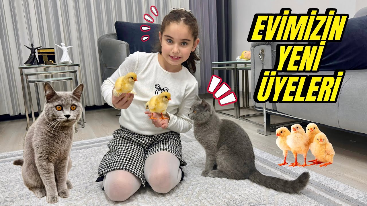 EVİMİZİN YENİ ÜYELERİ CİVCİVLER !! BÜCÜR ŞAŞIRDI !! HADİ İSİM KOYALIM !!