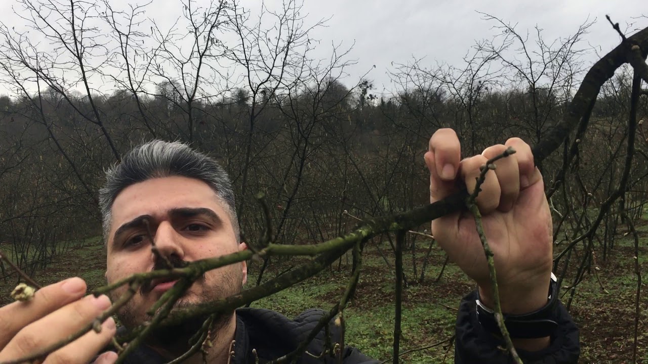 Fındık Kozalak Akarı