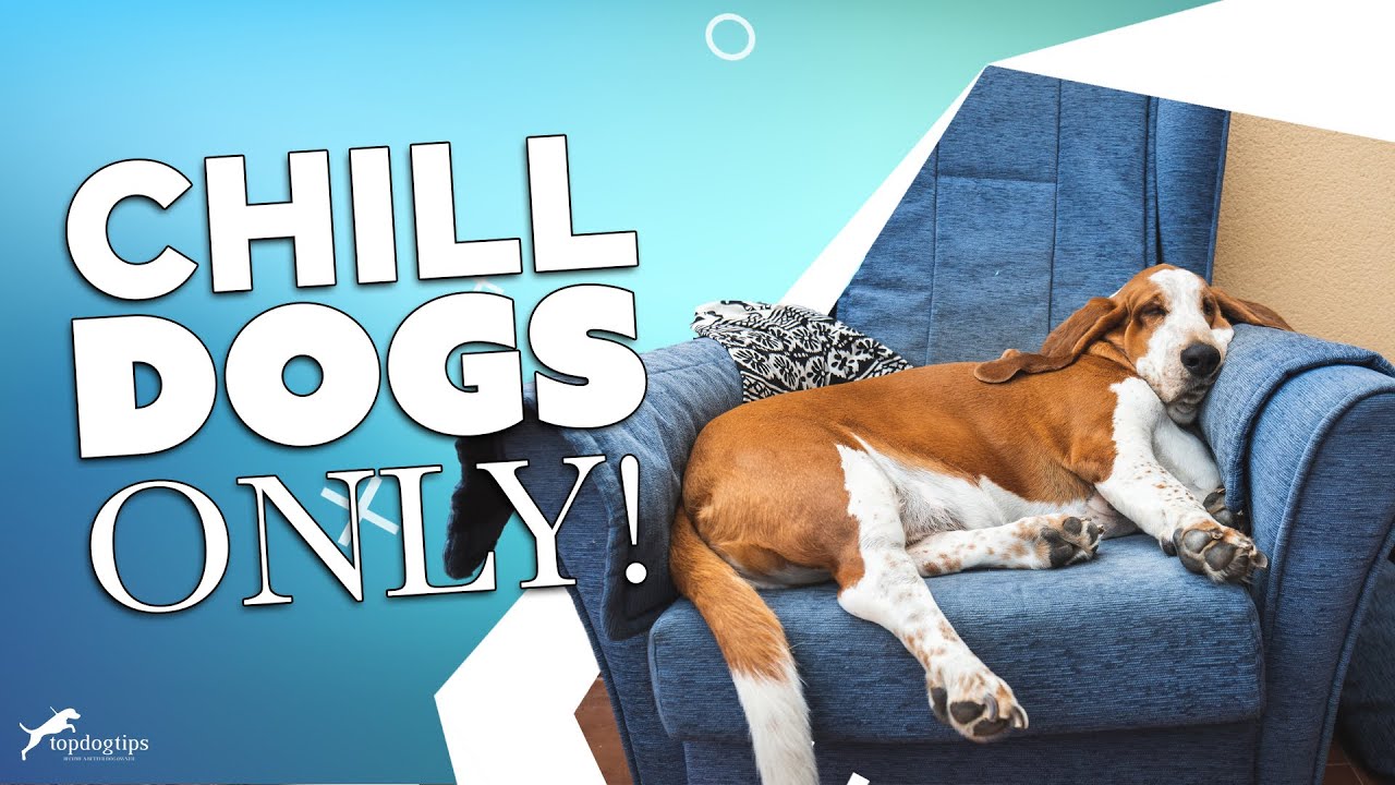 30 Most Lazy Dog Breeds Perfect for a Couch Potato Owner