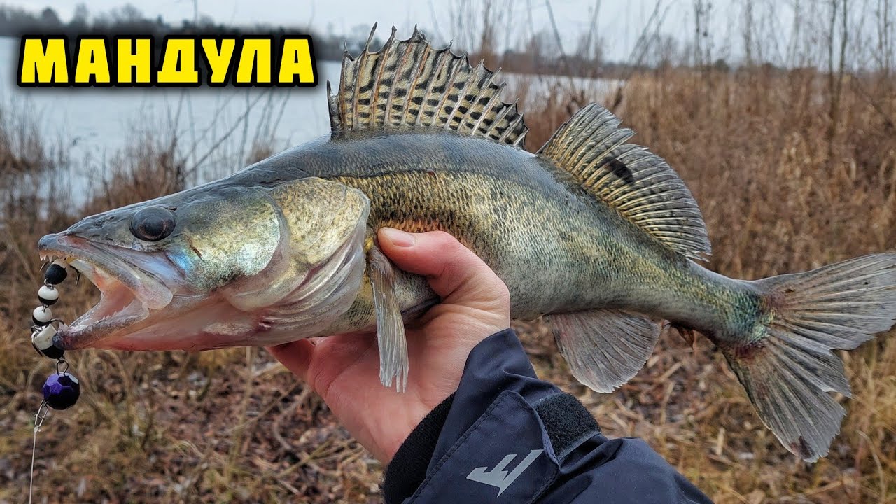 НАЙКРАЩА ПРИМАНКА НА СУДАКА!👉 Мандула по холодній воді