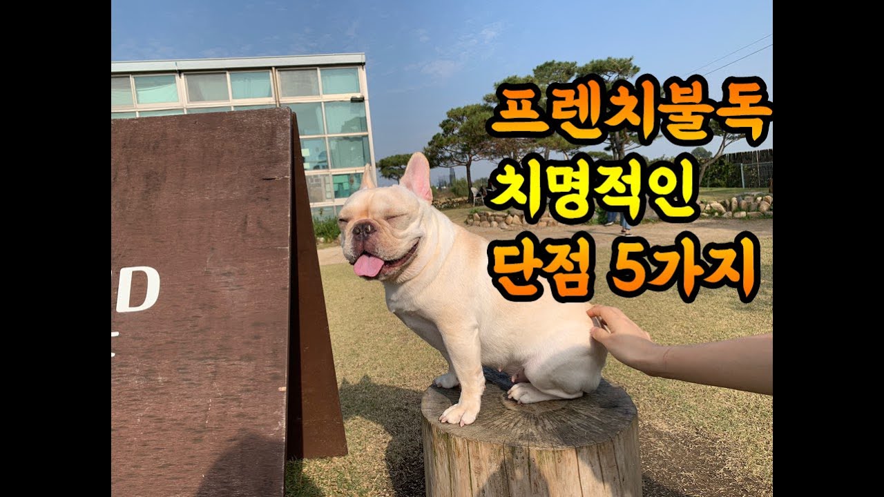 프렌치불독 1년 키워본 견주가 말하는 치명적 단점 5가지-french Bulldog