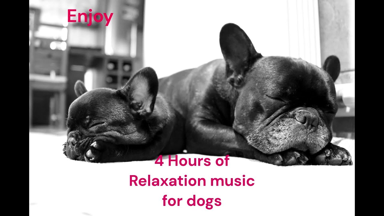 4 Hours of Relaxation Music  for French Bulldogs