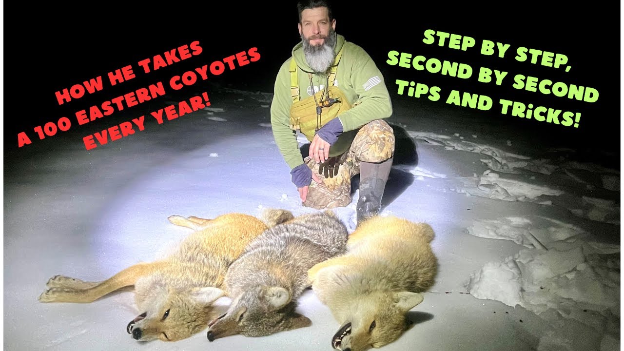 How To Call Coyotes from Start to FINISH! Pro Tips and Tricks