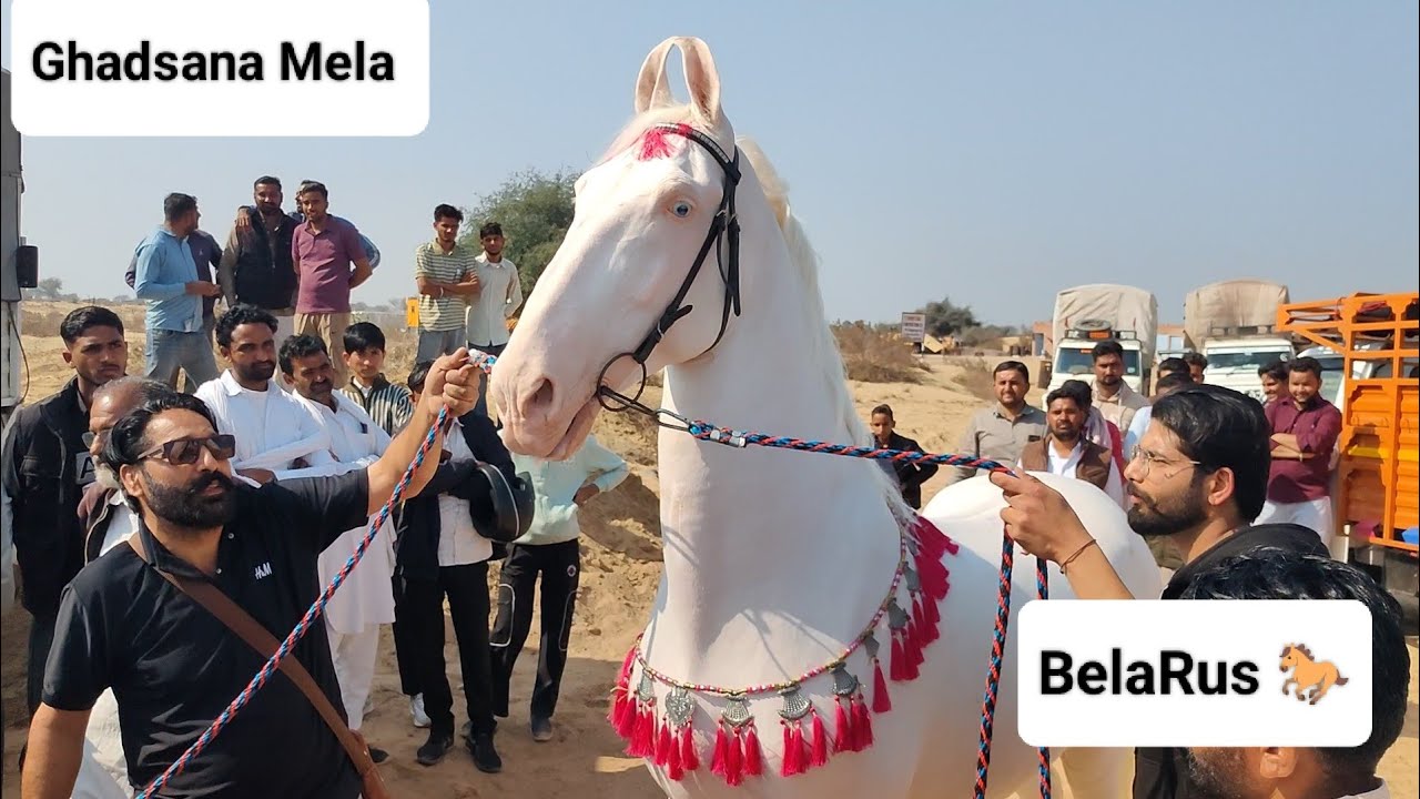 BelaRus 🐎 Nukra Stallion horse Gharsana mela Marwari Horse Video ||Gharsana mela Marwari Horse Video
