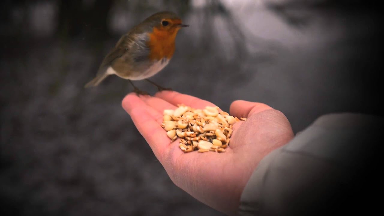Hand feeding: European Robin (Erithacus rubecula)