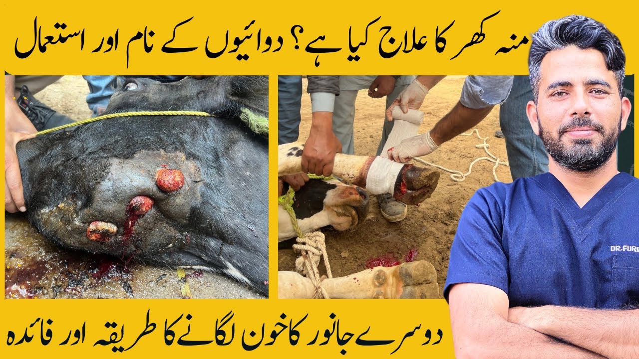 Fmd | foot and mouth disease | Dr Furqan Basheer