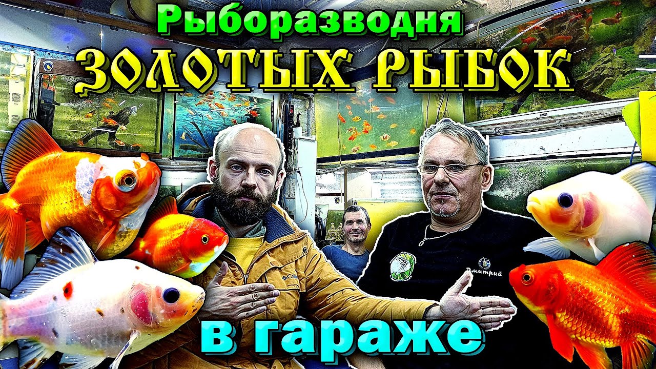 Рыборазводня золотых рыбок в гараже Дмитрия Малькова