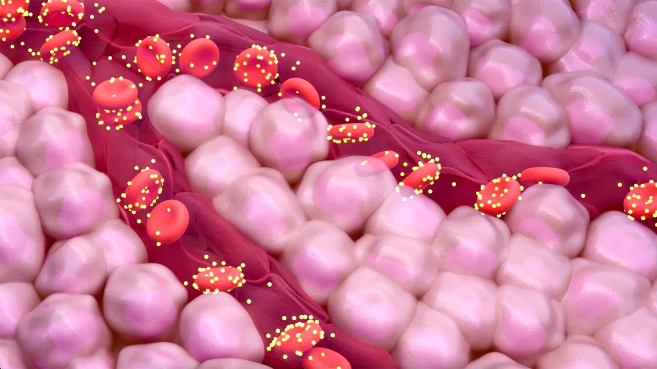 Тест A1C для измерения уровня сахара в крови