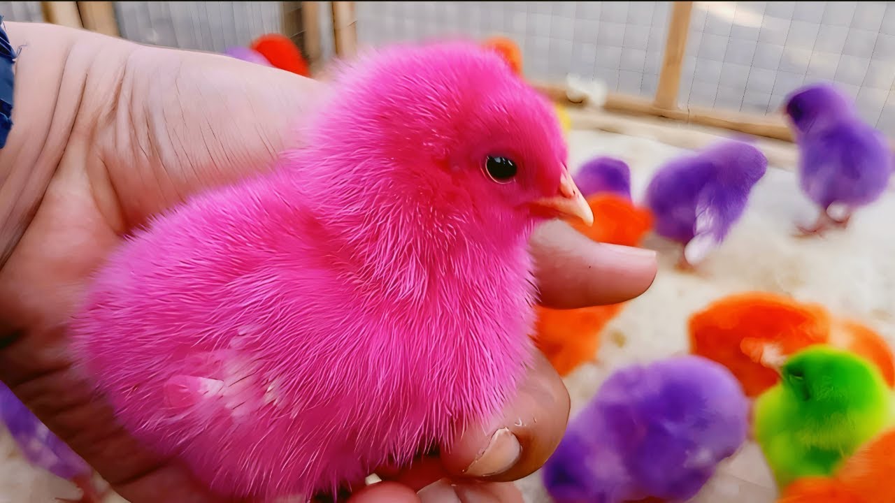Cute Chicken Videos Video Paling Lucu | Kumpulan Ayam Imut Warna Warni Terbaru