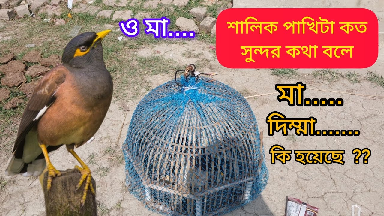 পাখিটা কত সুন্দর কথা বলে @DebrajVlogs1 @DebrajPurkait
