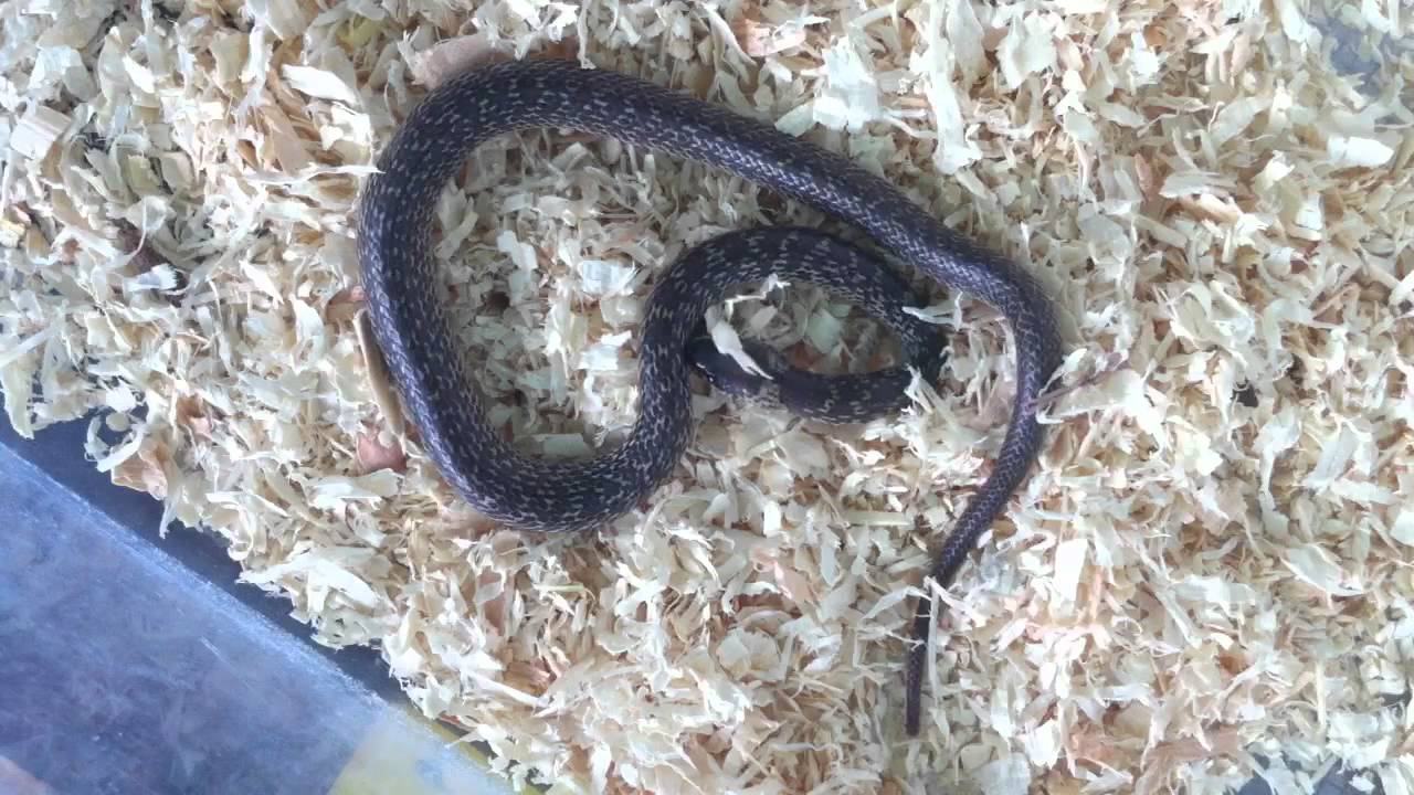 Philippine wolf snake eating!