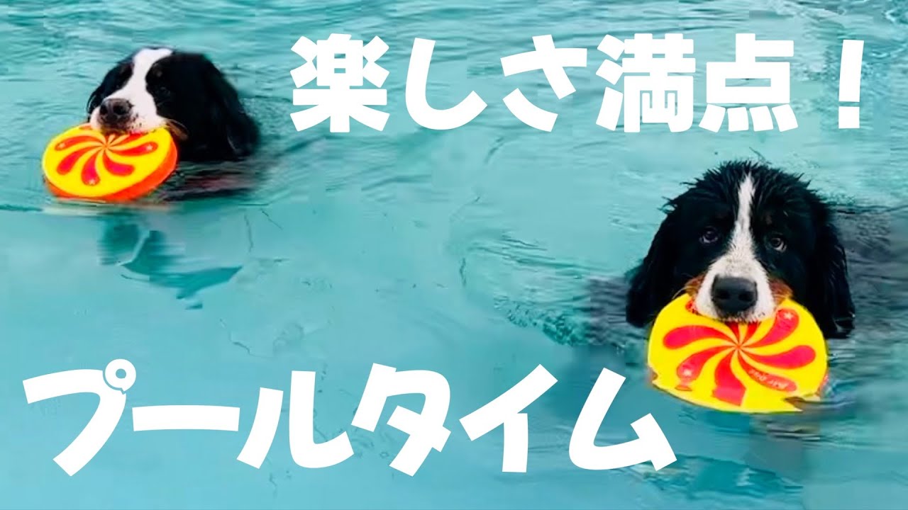 2頭のバーニーズマウンテンドッグ　プールで満喫！！