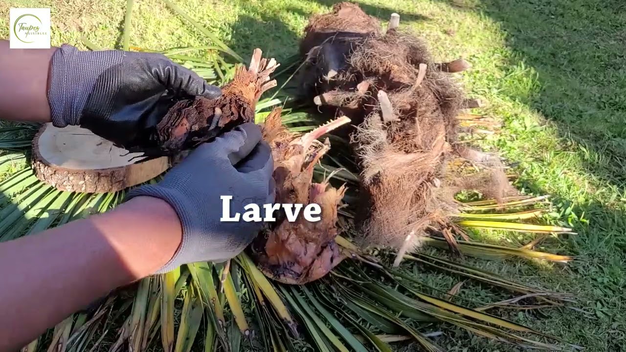 Pourquoi mon palmier est mort ?