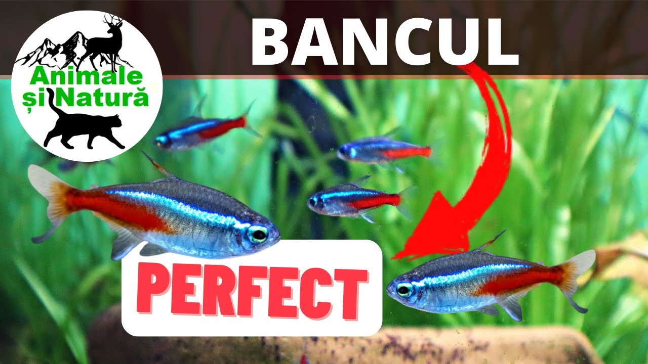 Peștii Neon, din Amazon La Mine Acasă pentru un Acvariu Spectaculos!