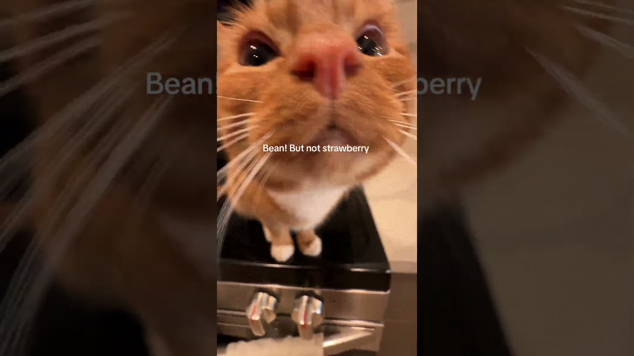 What a big strawberry #cats #strawberryandbean #fyp #viral