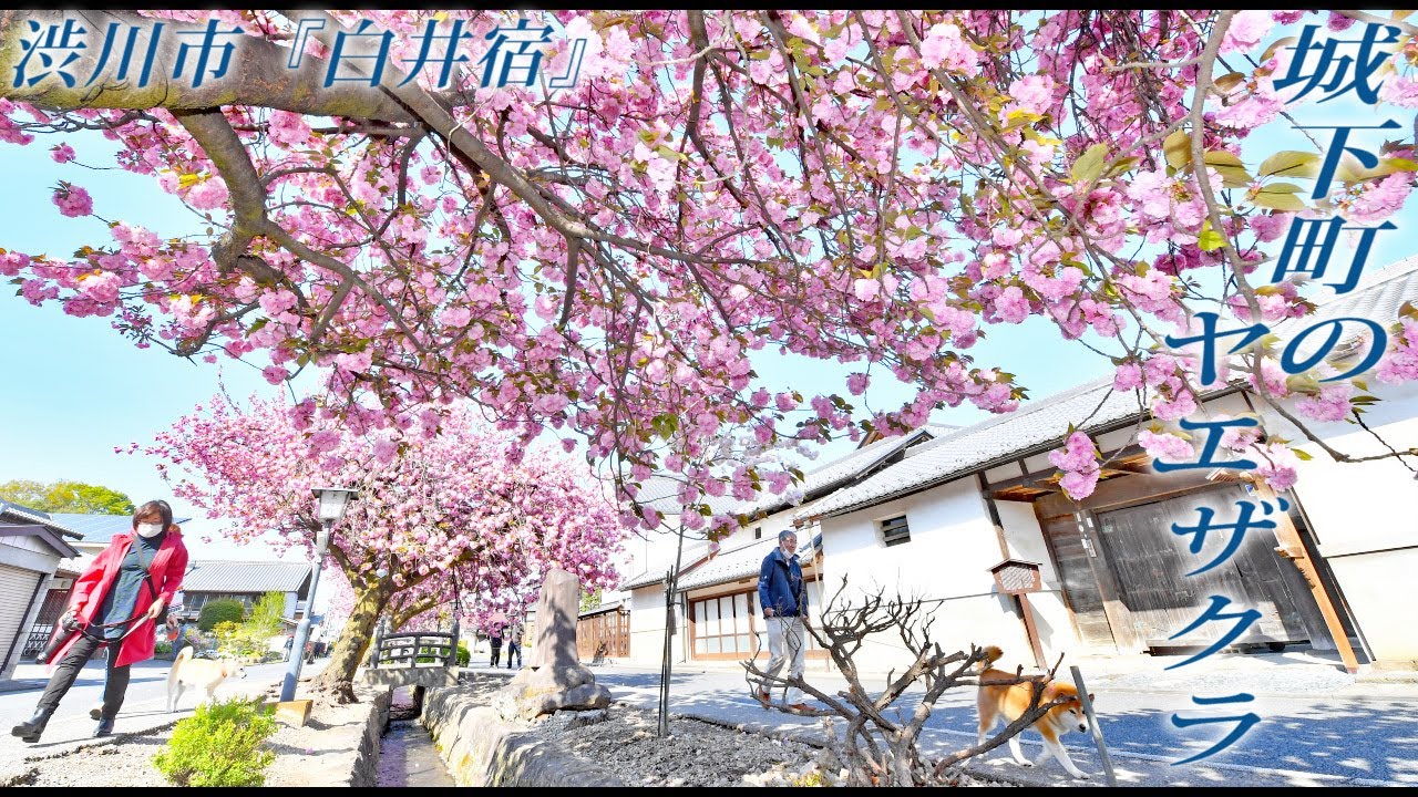 城下町の風情感じるヤエザクラ🌸渋川市『白井宿』