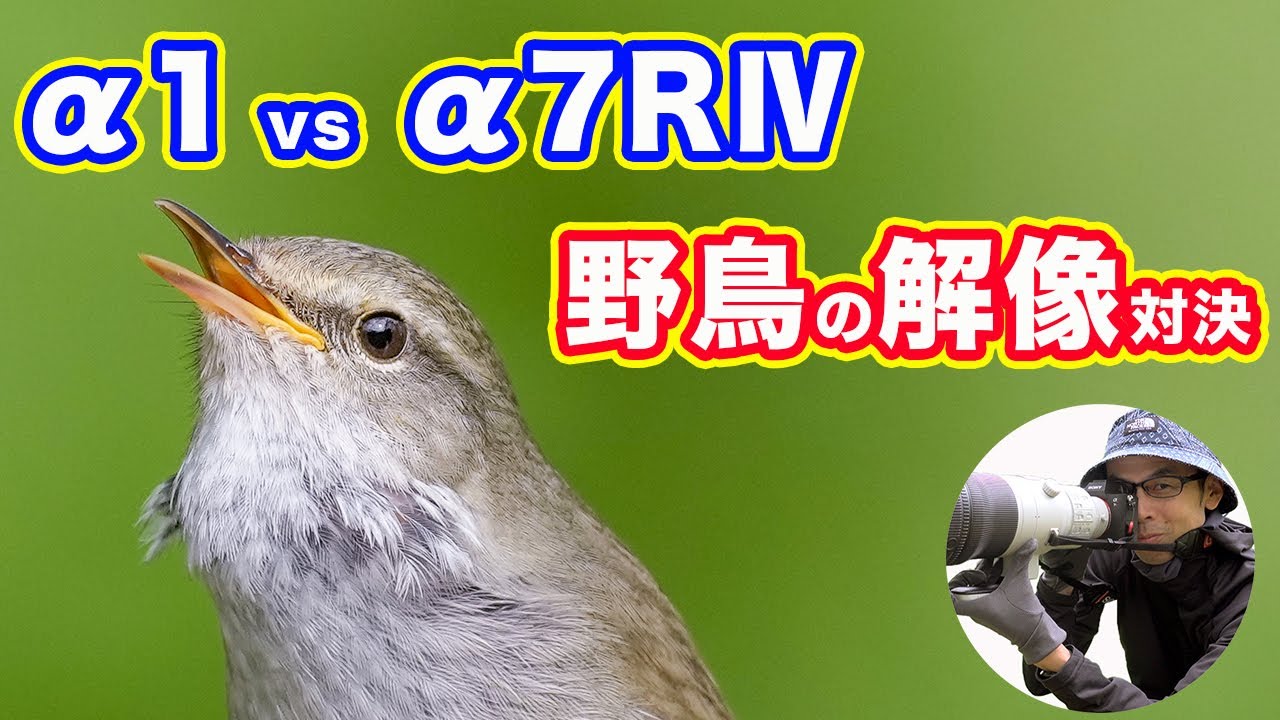 【解像対決】α1（5010万画素） vs α7RⅣ（6100万画素）【野鳥撮影】