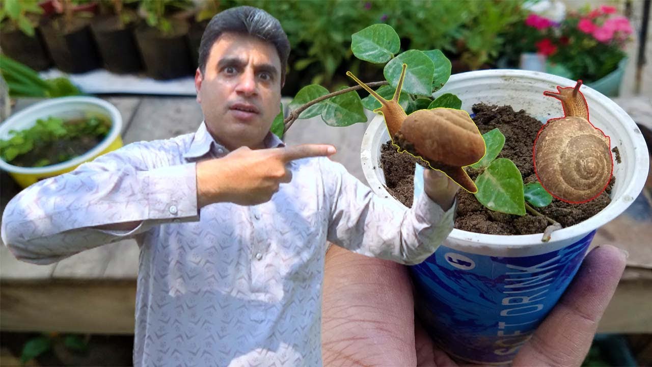 Snails Ko Khatam Krain Ya Pher Apne Plants Ko? Marzi Aap Ki