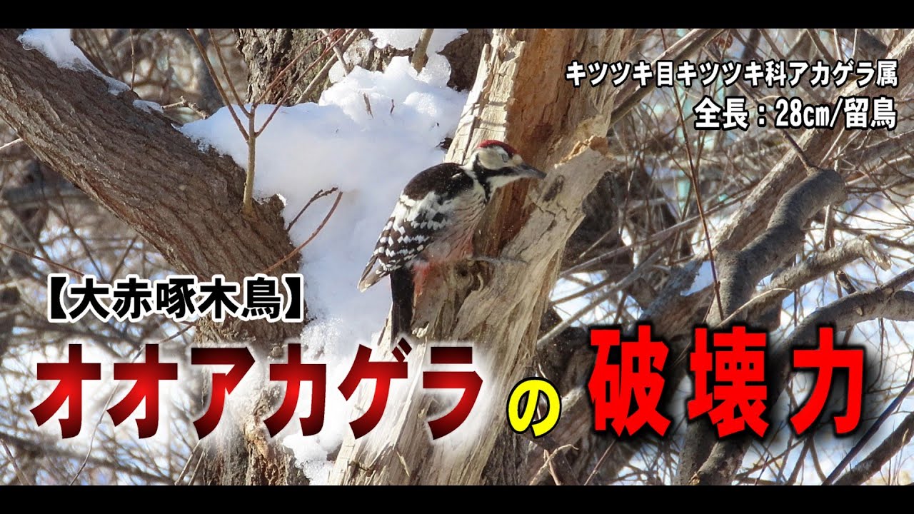 オオアカゲラ の破壊力が凄い！