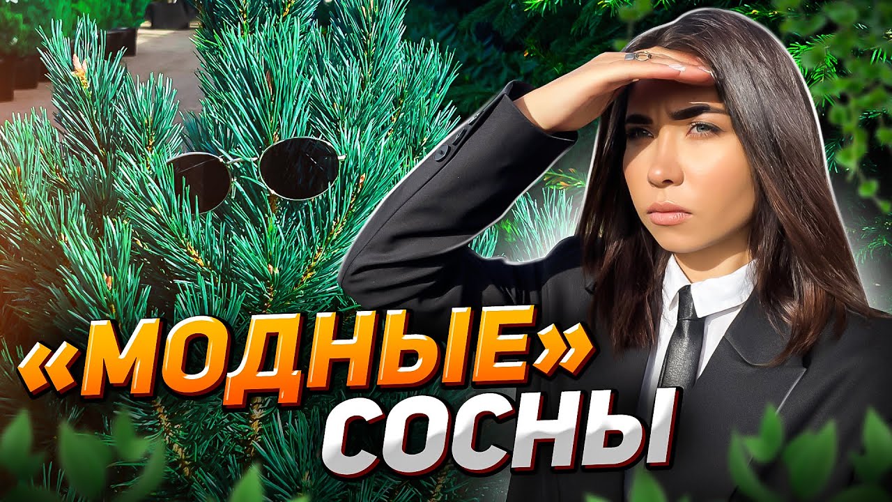 4 САМЫХ необычных и красивых СОСНЫ