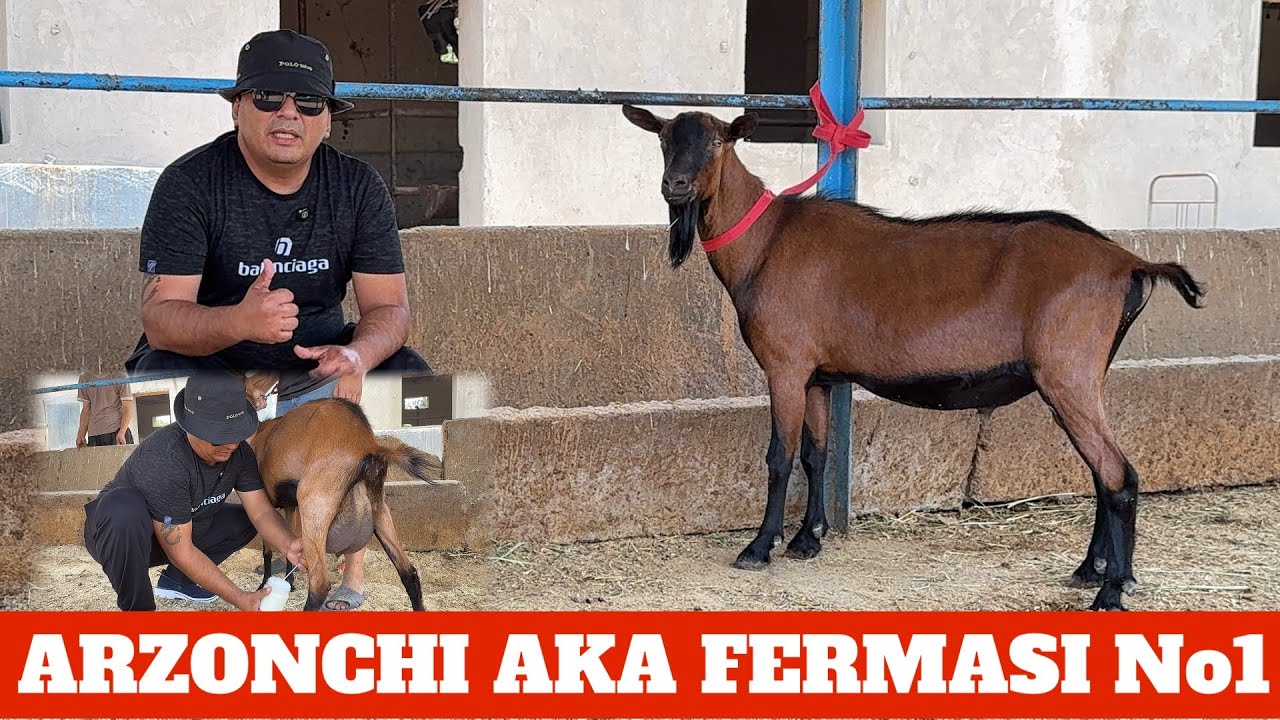ARZONCHI AKA ALPIN ECHKILARI ZANEN FISTEVALI VA SIGIRLAR MAKONI