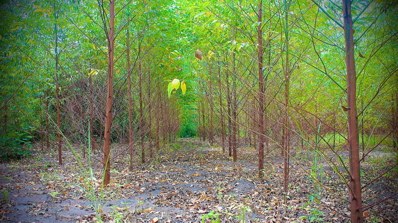 Okufuna Mu Kalitunsi. Eucalyptus Trees.