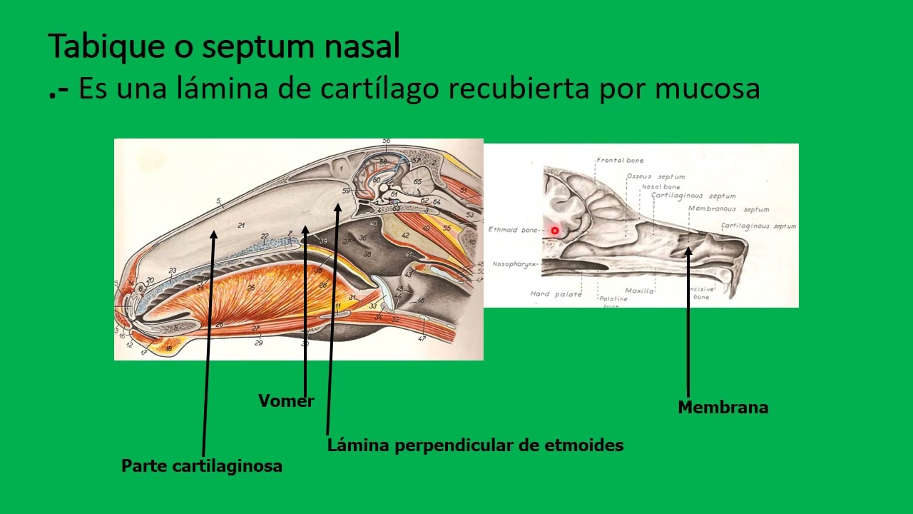 Aparato Respiratorio de Equino y Canino Parte 1: Nariz, Cavidad Nasal y Nasofaringe