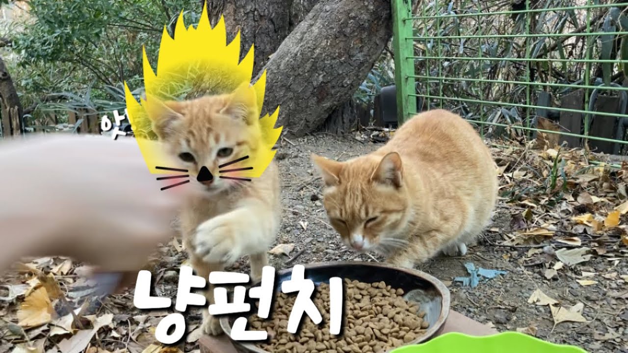냥펀치 날리는 새끼 고양이 귀여워요🤗#고양이 #냥춘기 #cat #animals #cute 