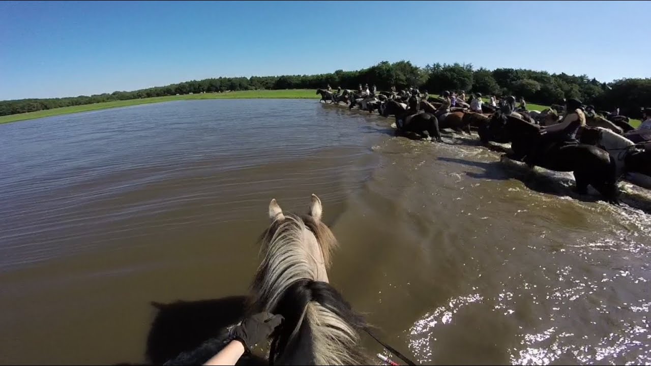 Fjordenpaard week 6 2016