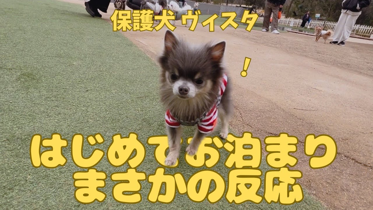 保護犬ヴィスタ、はじめてのお泊まりでまさかの反応