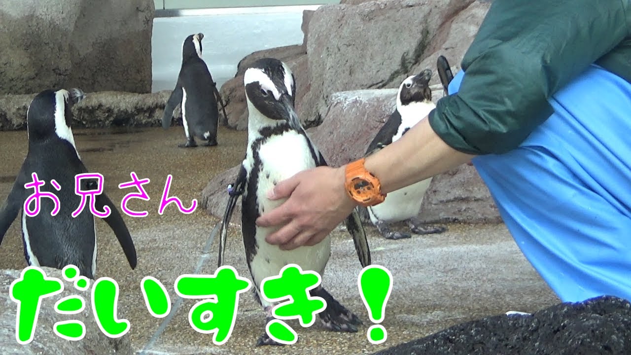 飼育員さんに、甘えに行くペンギンのあや君。(African penguin)【京都水族館】