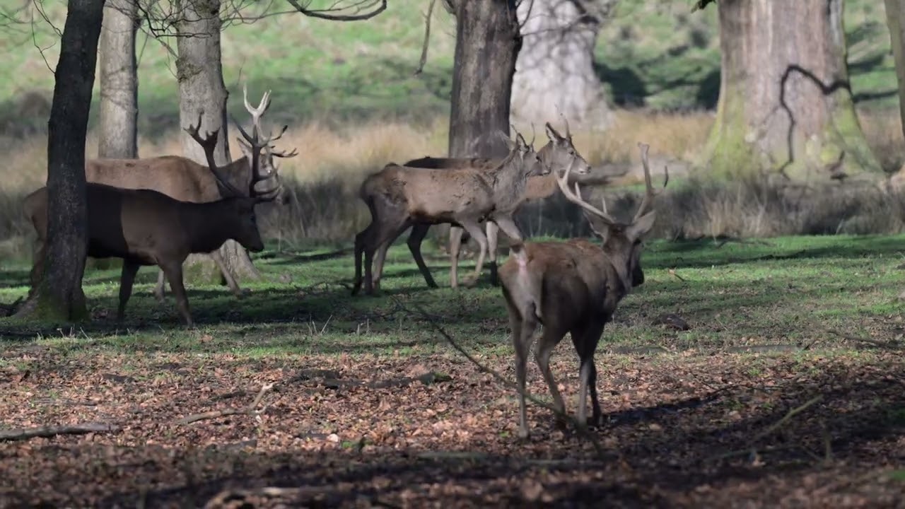 Wollaton Park   14 02 26