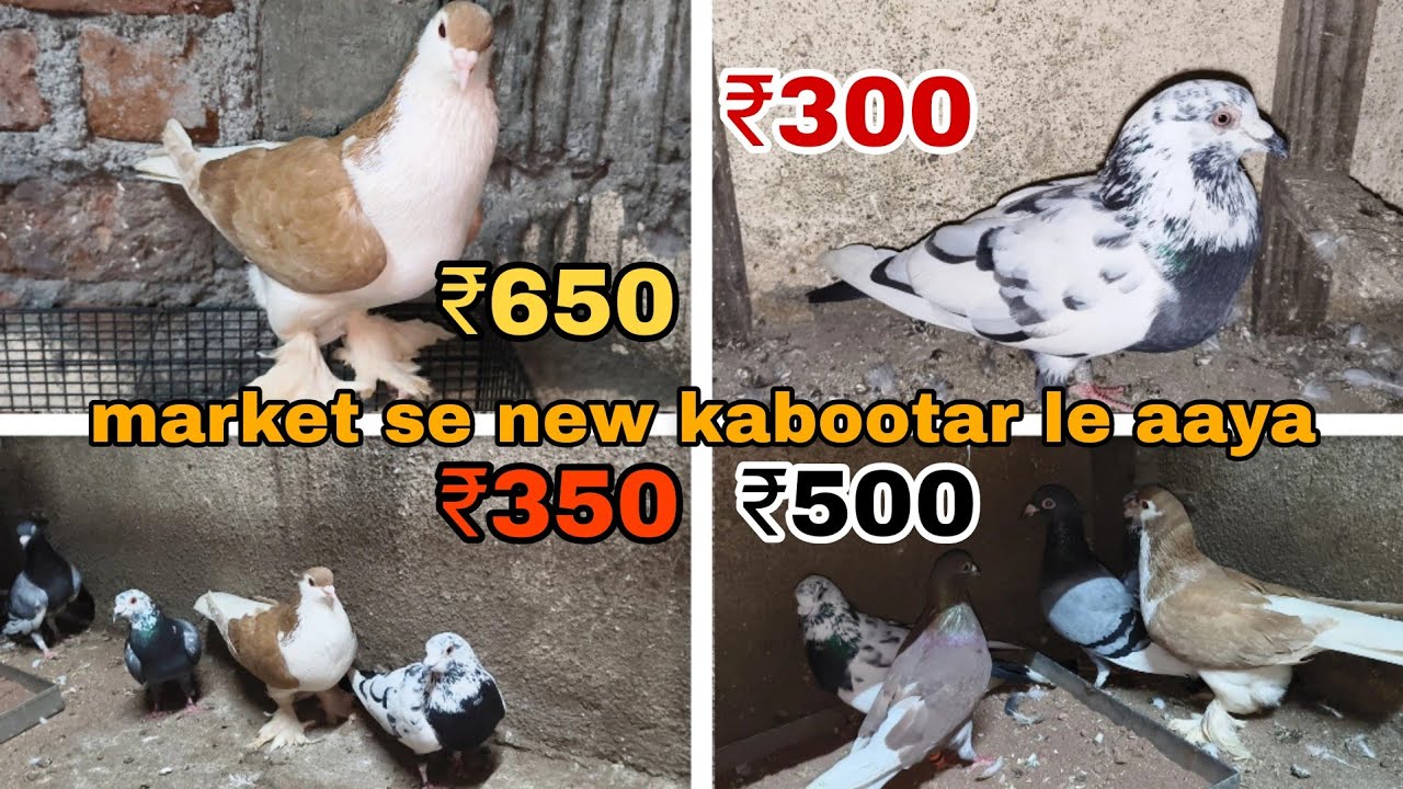 market se new kabutar le aaye Itne saste 😯 || कबूतर मार्केट पुणे |