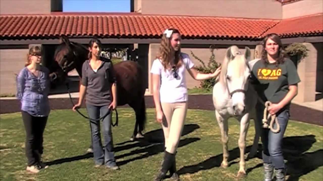 The W.K. Kellogg Arabian Horse Center at Cal Poly Pomona