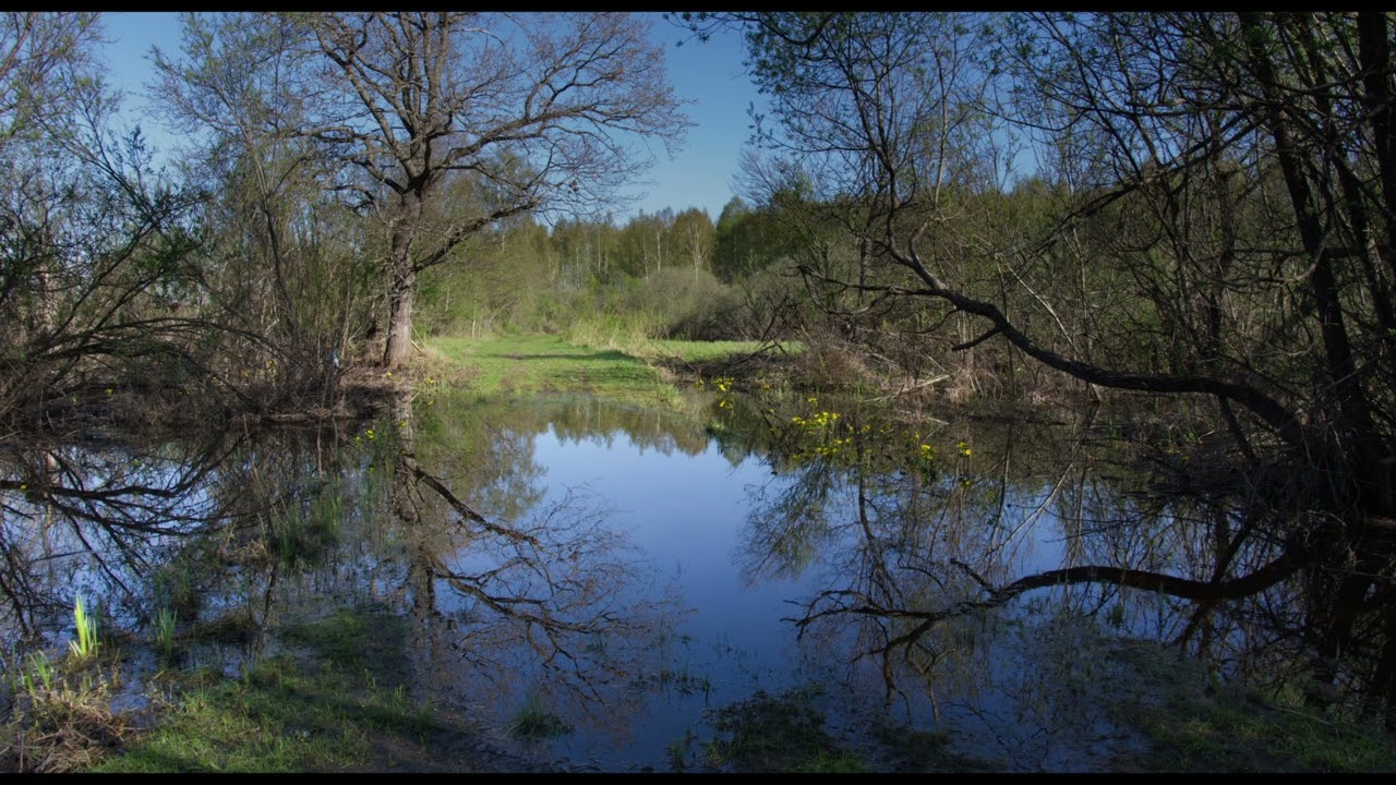 Kevadhommik Alam-Pedjas. The morning of May 3, 2024 in the Nature Reserve of Alam-Pedja