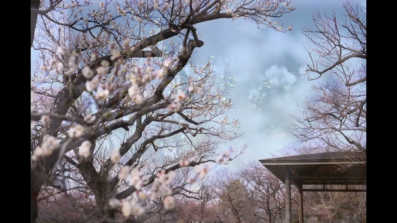 2026年1月15日　梅　郷土の森博物館（東京都府中市）