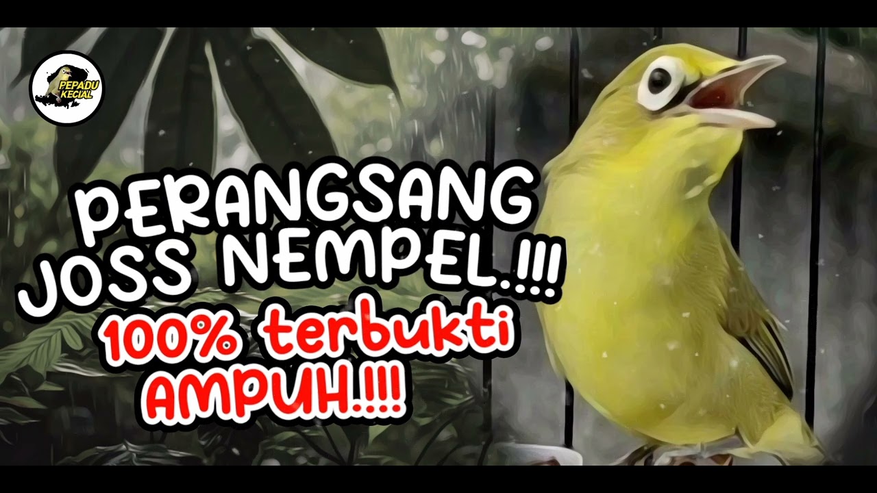 Terapi Kecial Kuning PERANGSANG NEMPEL Ampuh 100% Bikin Kecial Joss NEMPEL‼️| PEPADU KECIAL