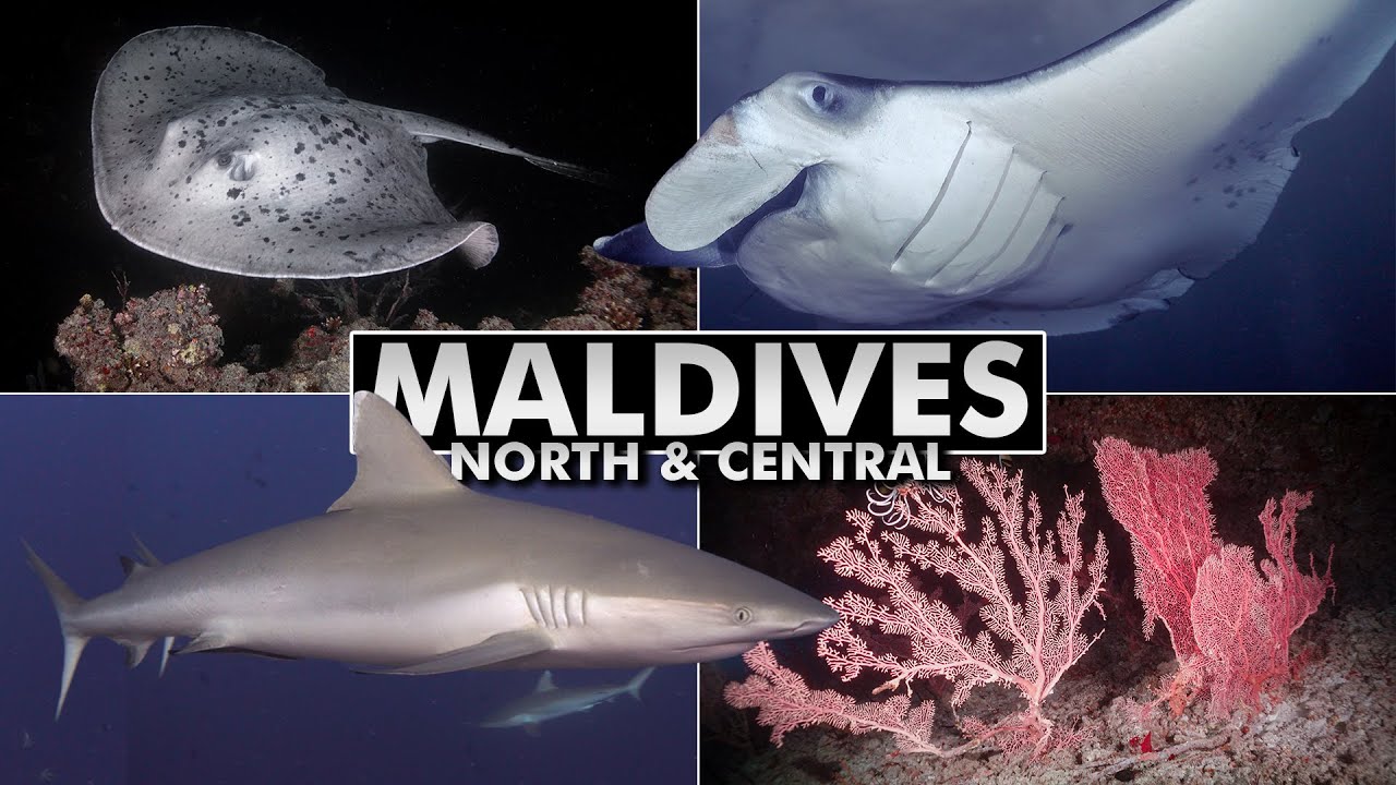 Diving the Maldives: North & Central Atolls [4k]