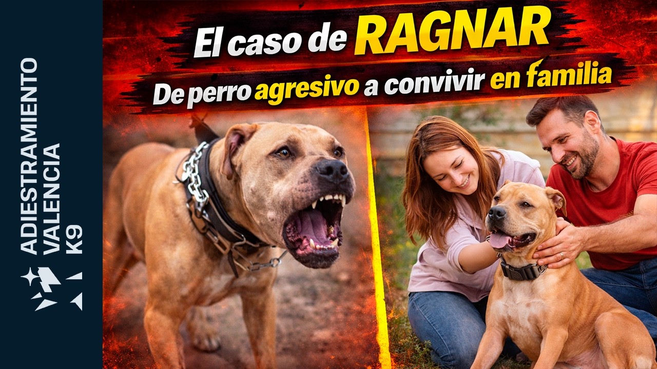 El caso de Ragnar: de atacar a sus dueños a convivir en familia