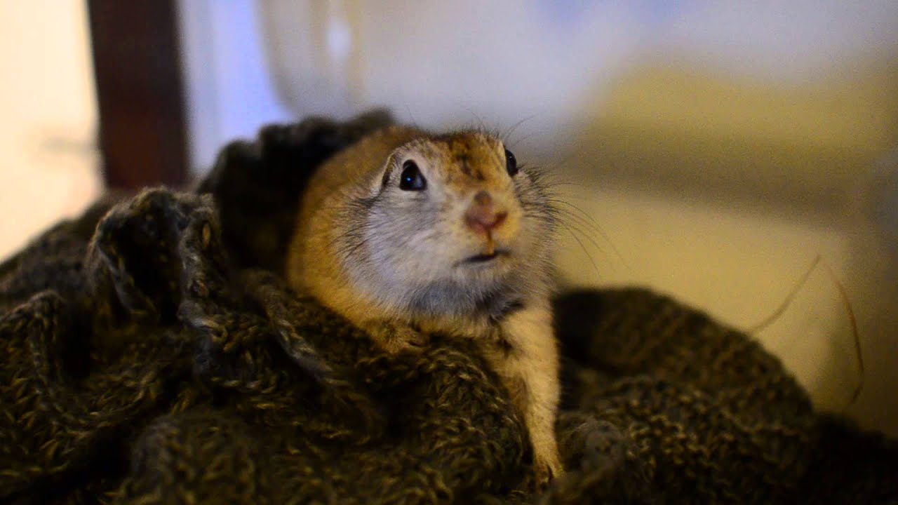 [ANIMALS, ZWIERZĘTA] Suseł Richardsona