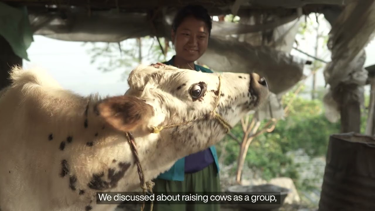 Cows and strawberries and young farmers in Nepal | MCC