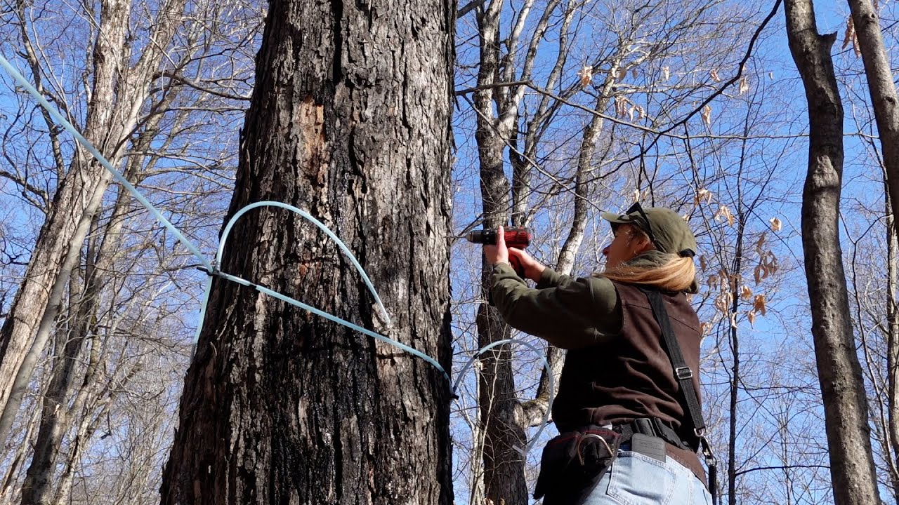 How to Tap Maple Trees; Sap yield, tree health, fixing leaks, & my Birthday! | Sap Season '24