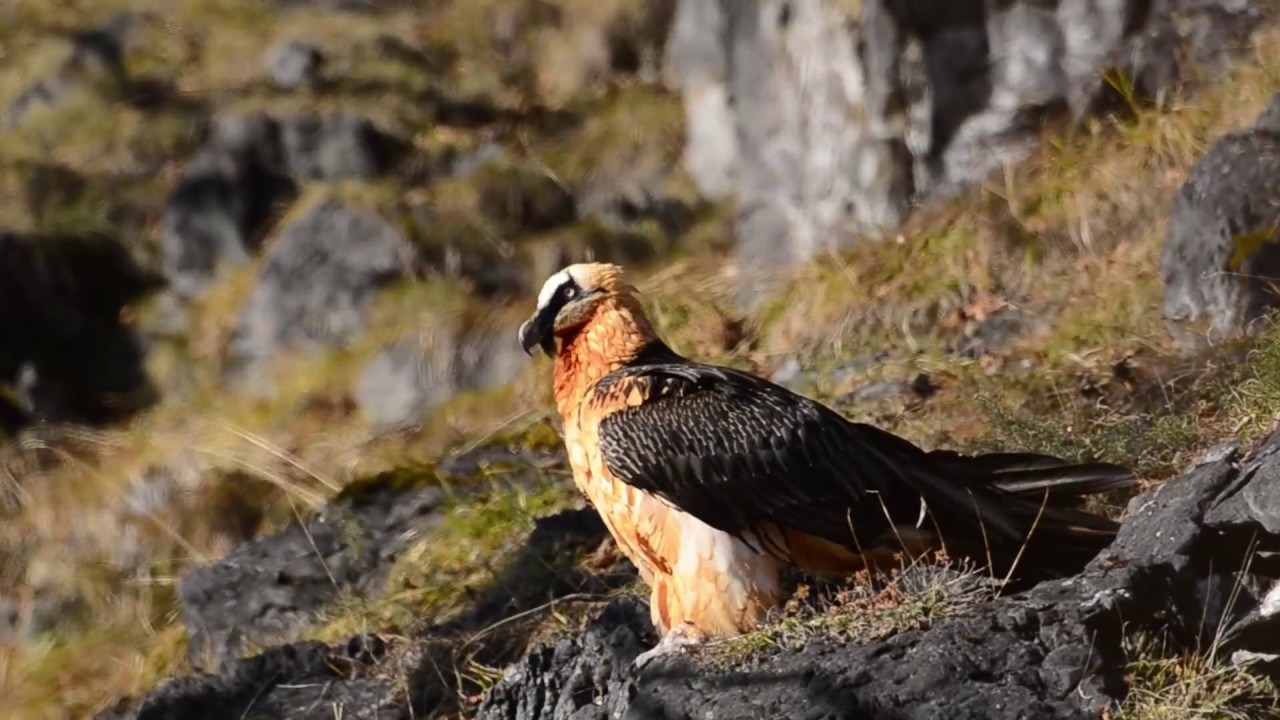 Suivi du Gypaète barbu au Parc national des Pyrénées