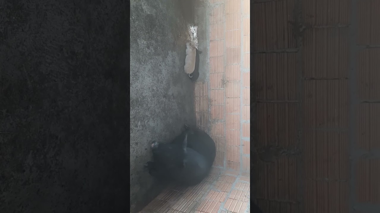 Nascimento dos porcos