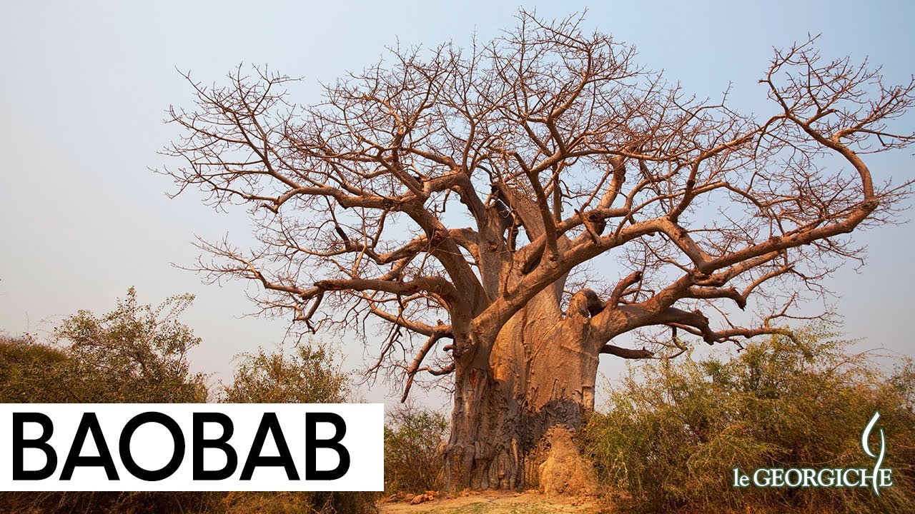 Quanta acqua può contenere un albero di Baobab? 🤔