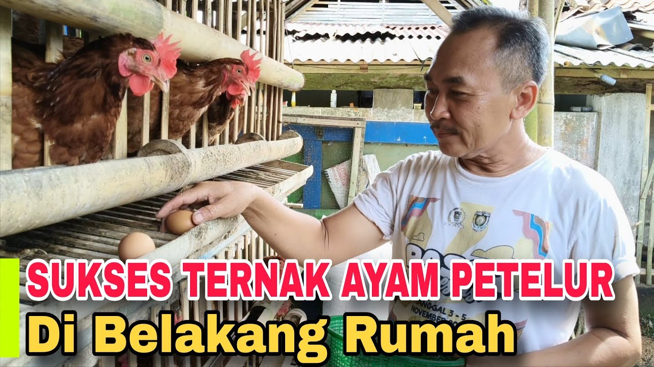 SUKSES TERNAK AYAM PETELUR RUMAHAN