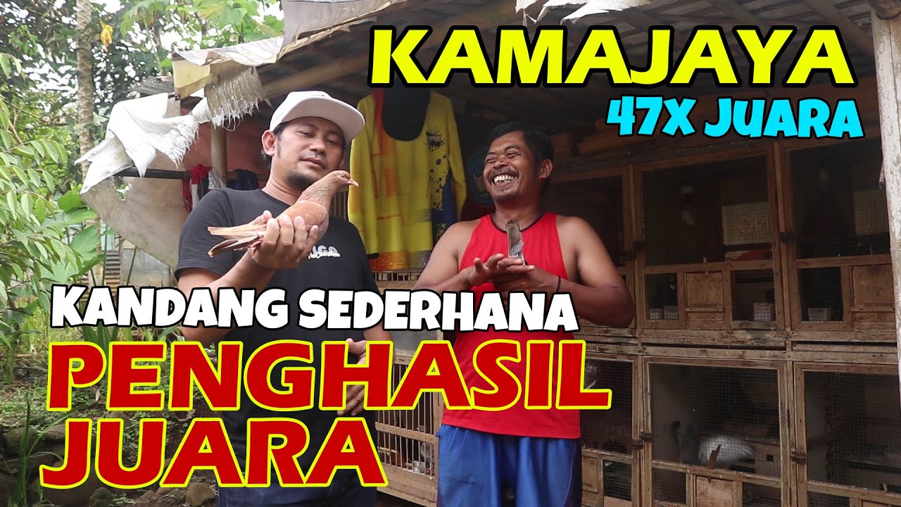KANDANG BAMBU PENGHASIL MERPATI JUARA
