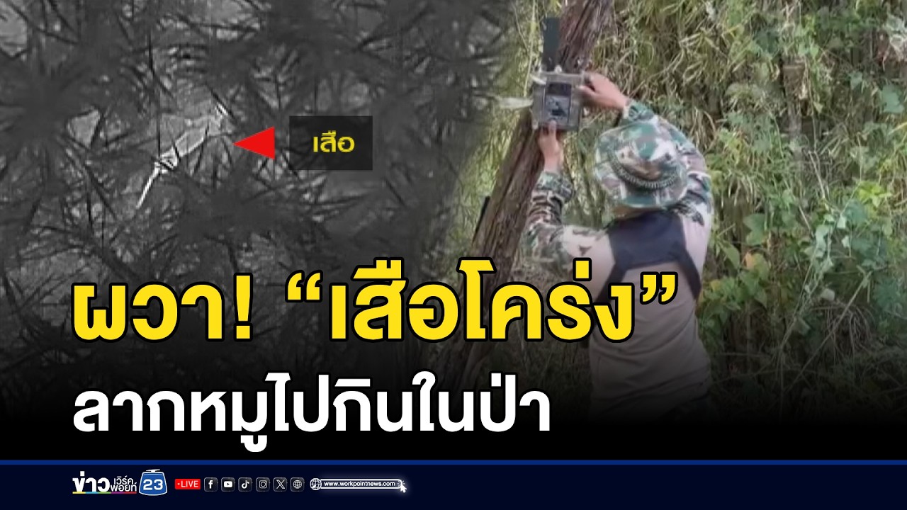 ผวา! “เสือโคร่ง” ลากหมูไปกินในป่า l ตลาดข่าว - ข่าวเช้าเวิร์คพอยท์ l 3 มี.ค.69